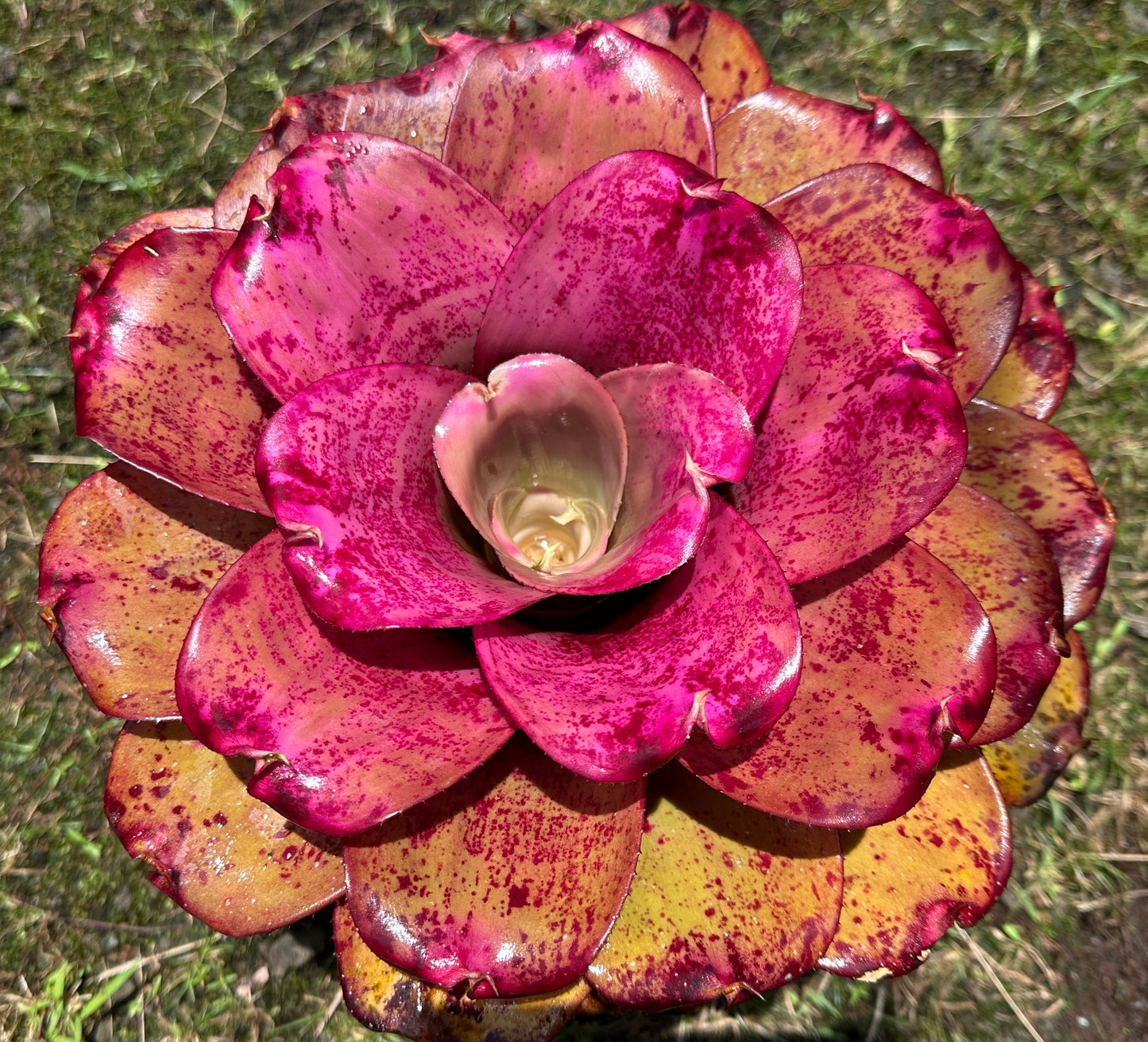 Neoregelia ‘Panaewa Princess’
