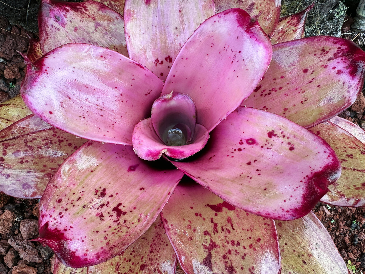 Neoregelia ‘Michi’ x ‘Lilikoi’