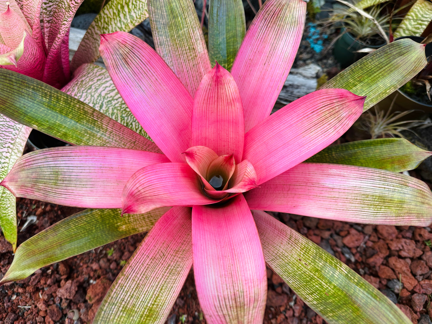 Vriesea ‘Hawaiian Pink Mist’