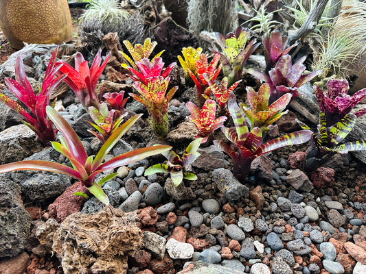 Assorted Neoregelia Minis