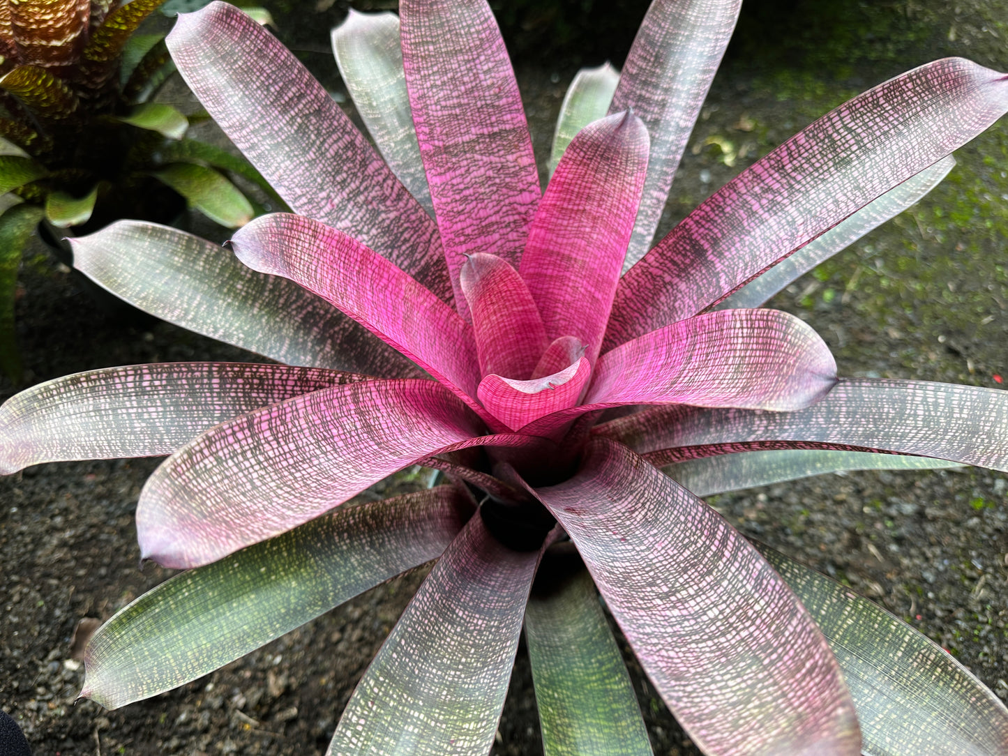 Vriesea ‘White Lighting’ hybrid x ‘Ku’ulei Mamo’