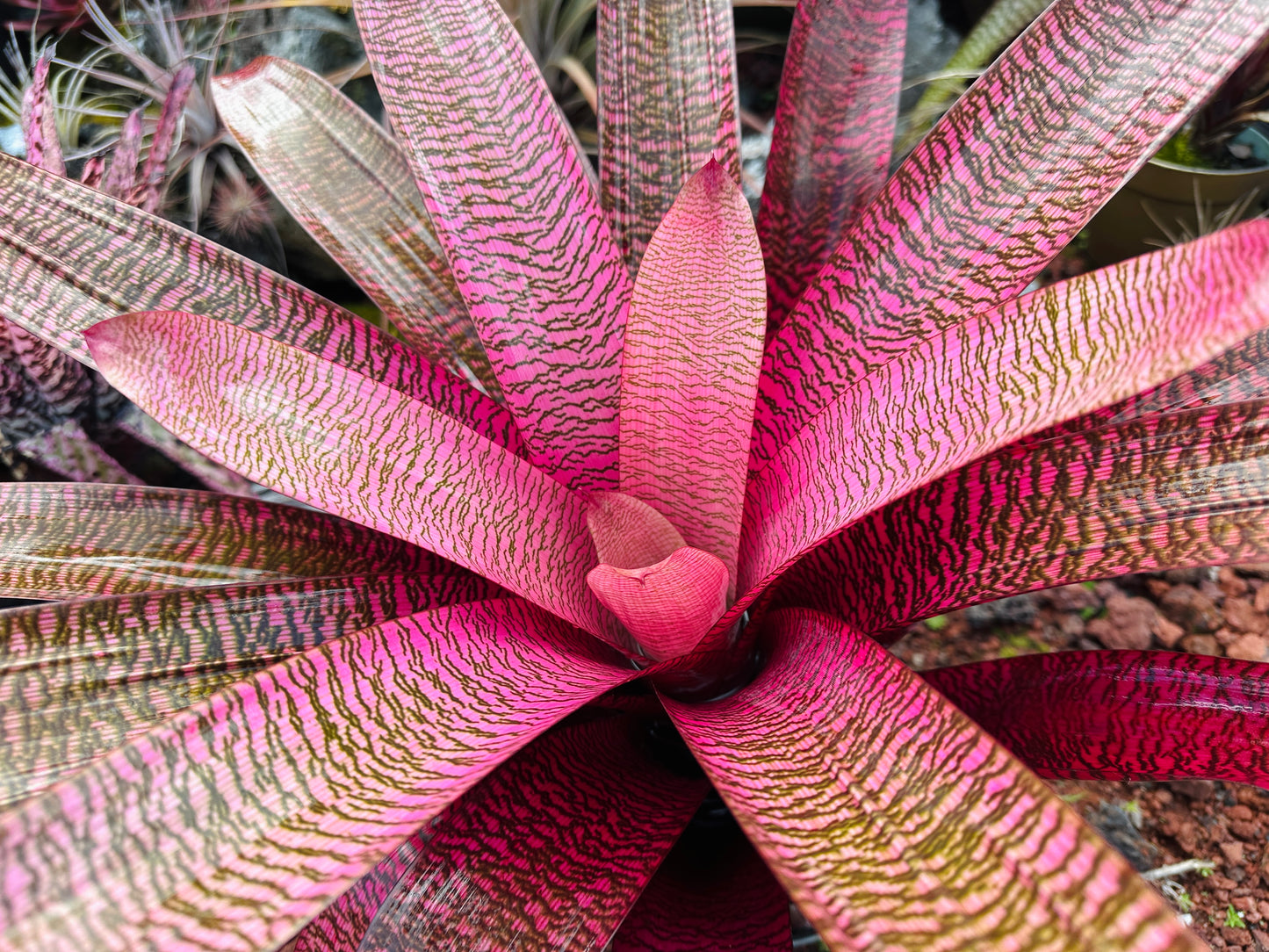 Vriesea ‘Kilauea Glow’