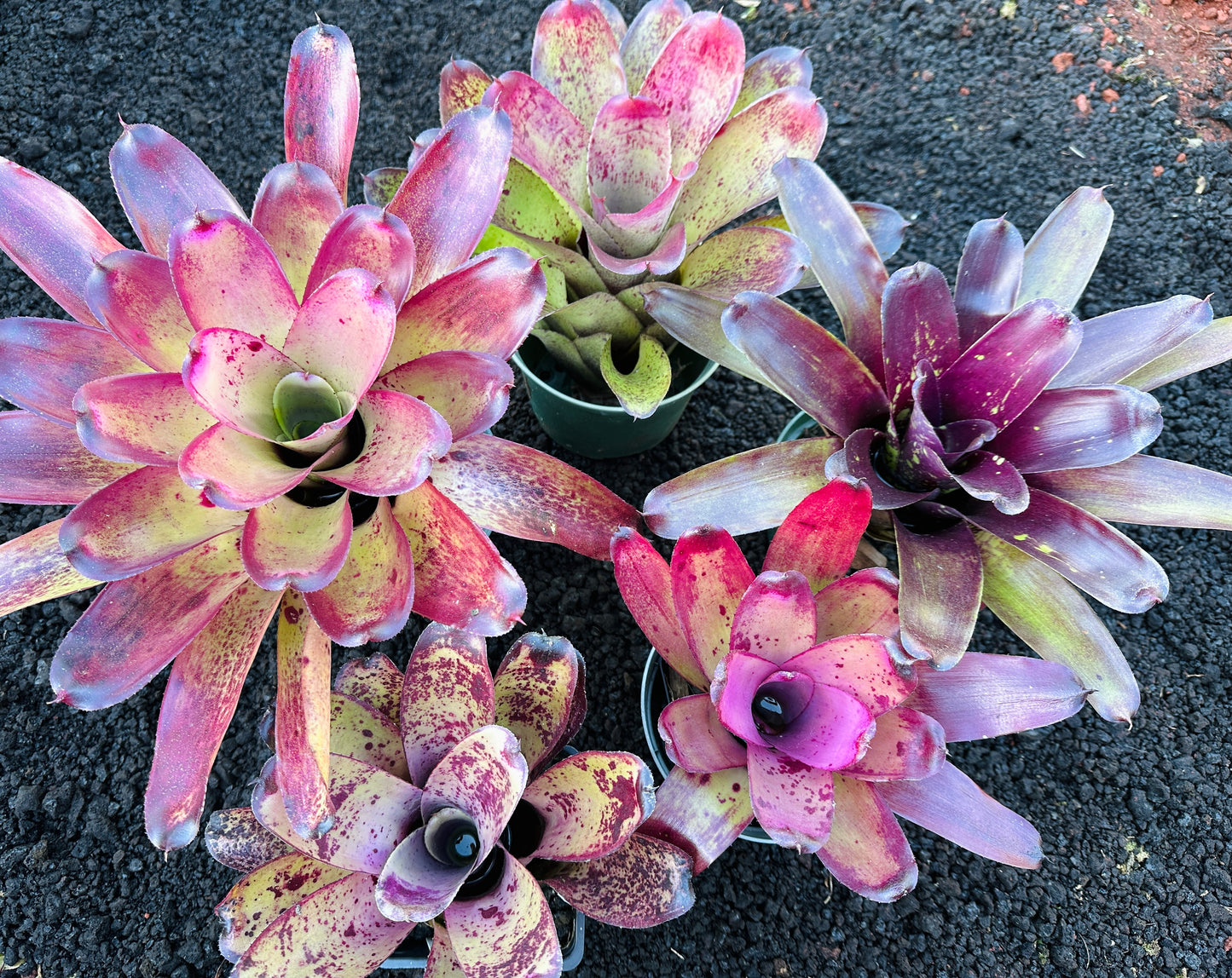Assorted Neoregelia