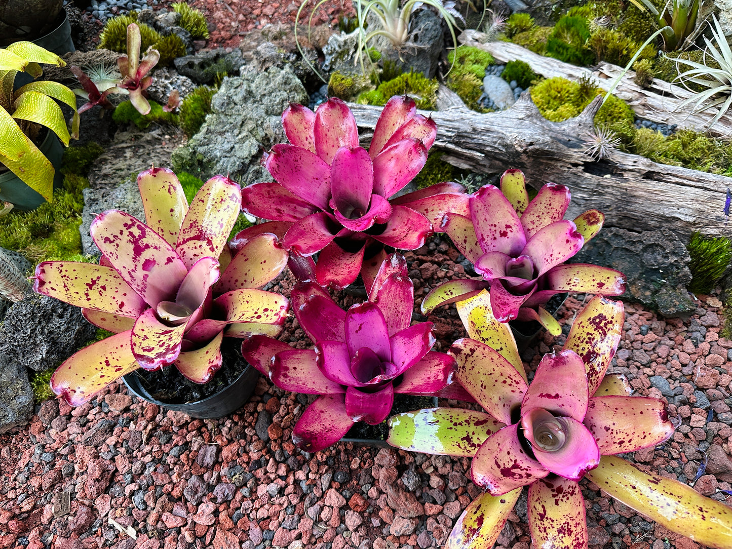 Assorted Neoregelia