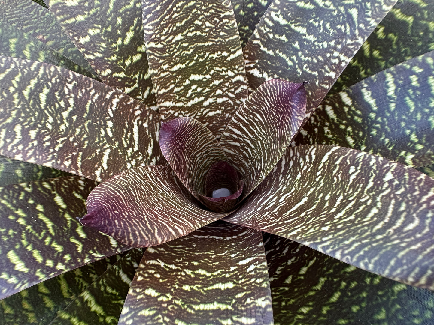 Vriesea ‘Patrice’