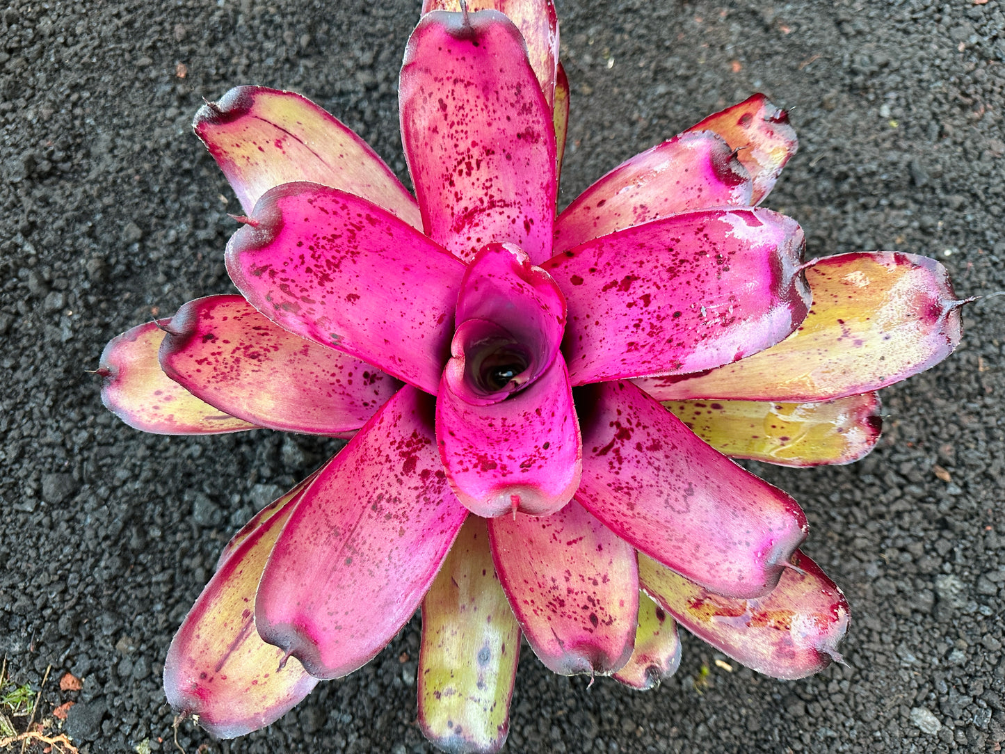 Neoregelia ‘Hilo Rainforest’