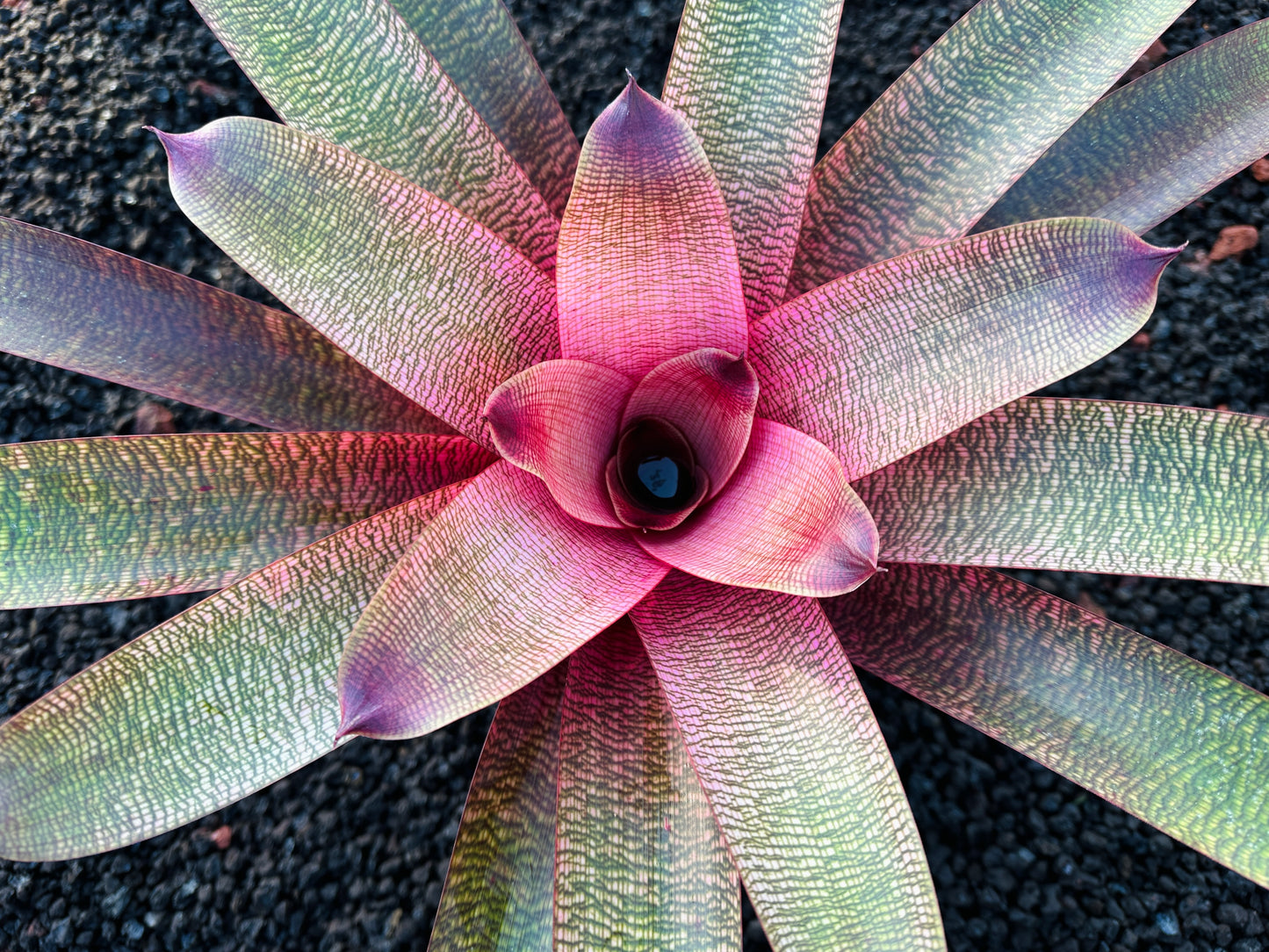 Vriesea ‘Hawaiian Pink Lady’ F2