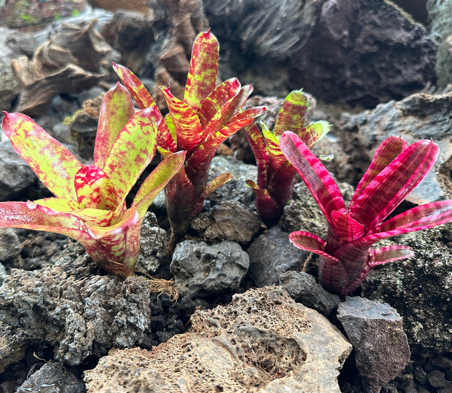 Assorted Neoregelia Minis
