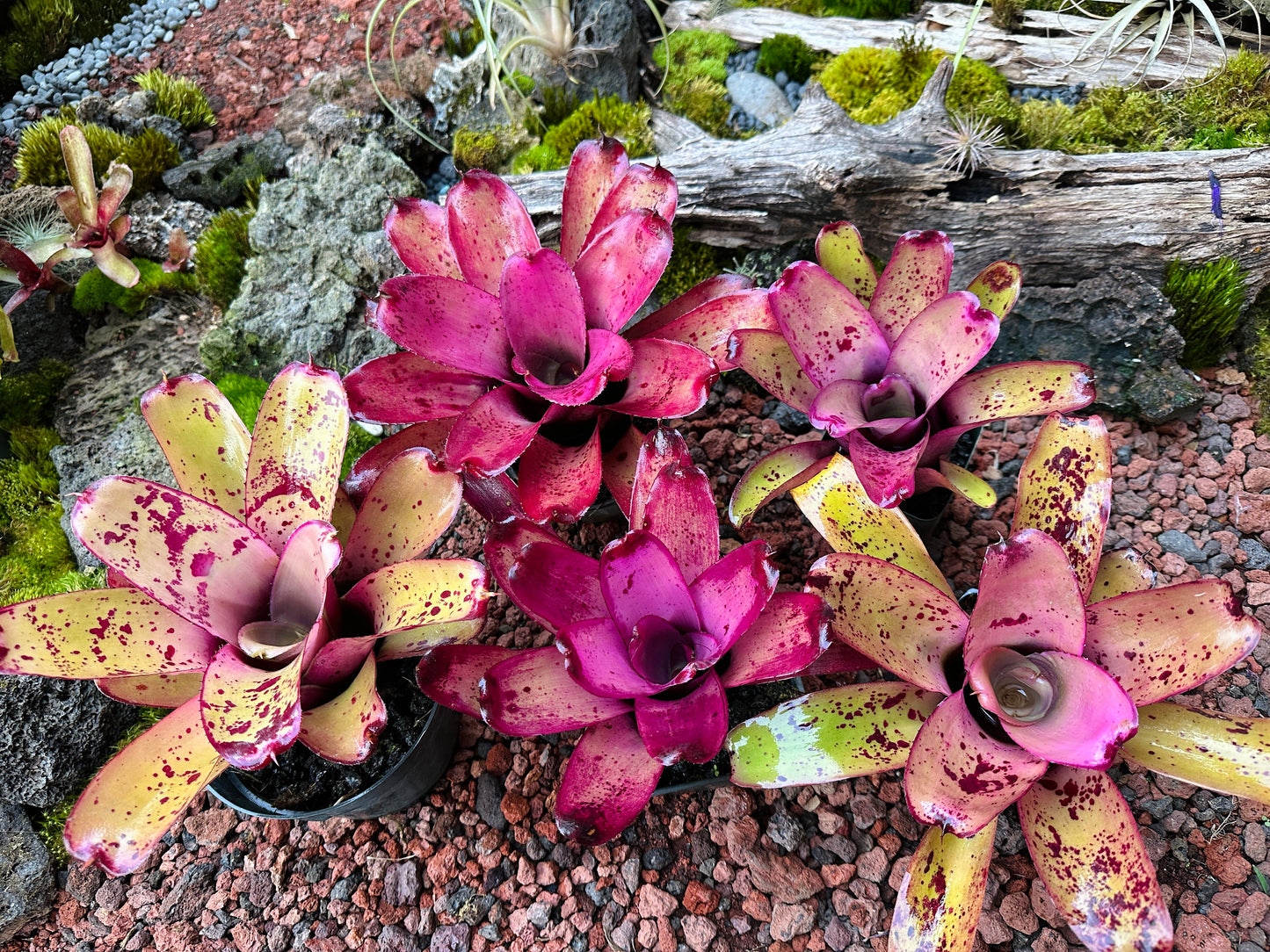 Assorted Neoregelia