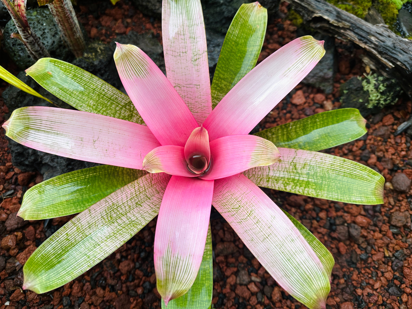 Vriesea ‘Hawaiian Pink Lady’
