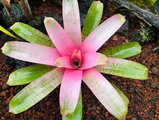 Vriesea ‘Hawaiian Pink Lady’