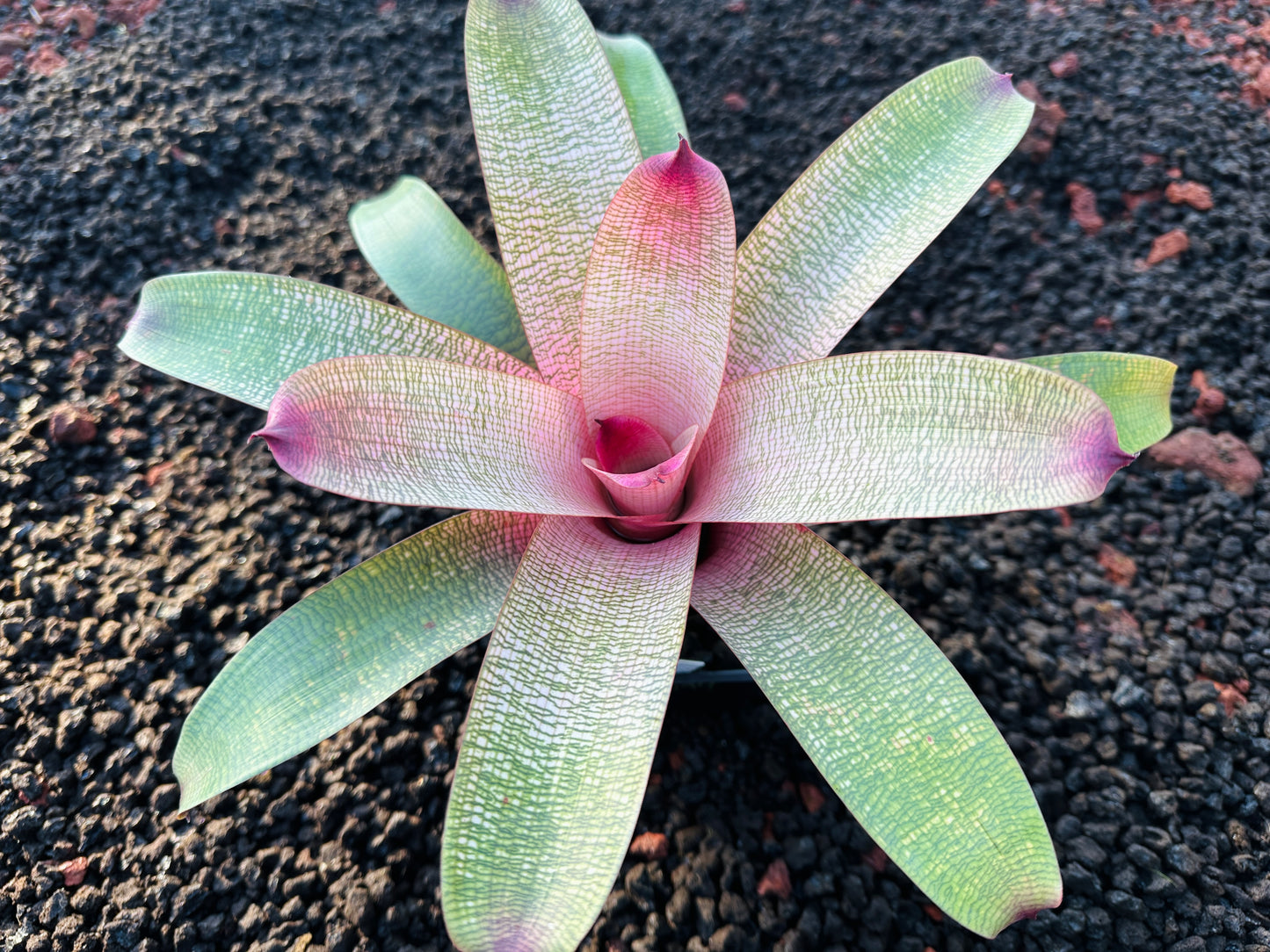Vriesea ‘Hawaiian Peach’ F2