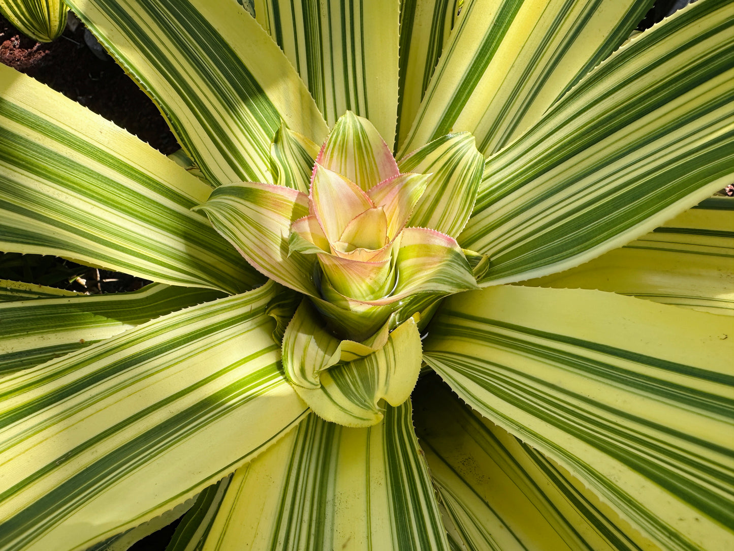 Nidularium innocentii