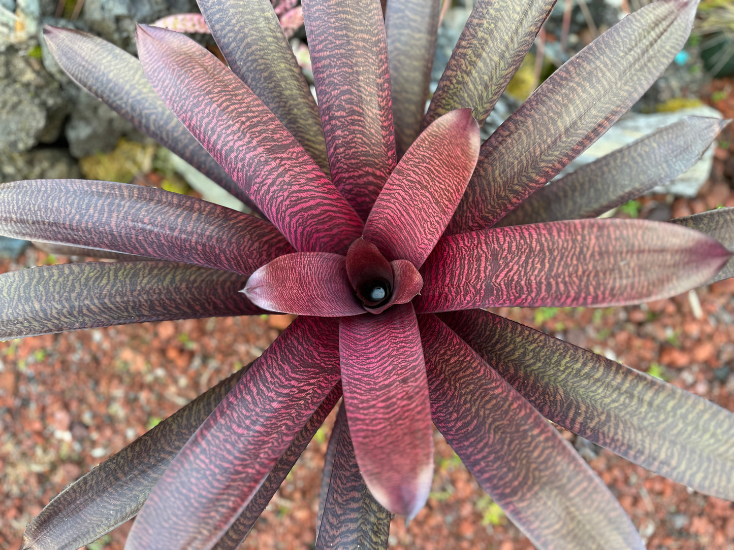 Vriesea ‘Hawaiian Tiger’