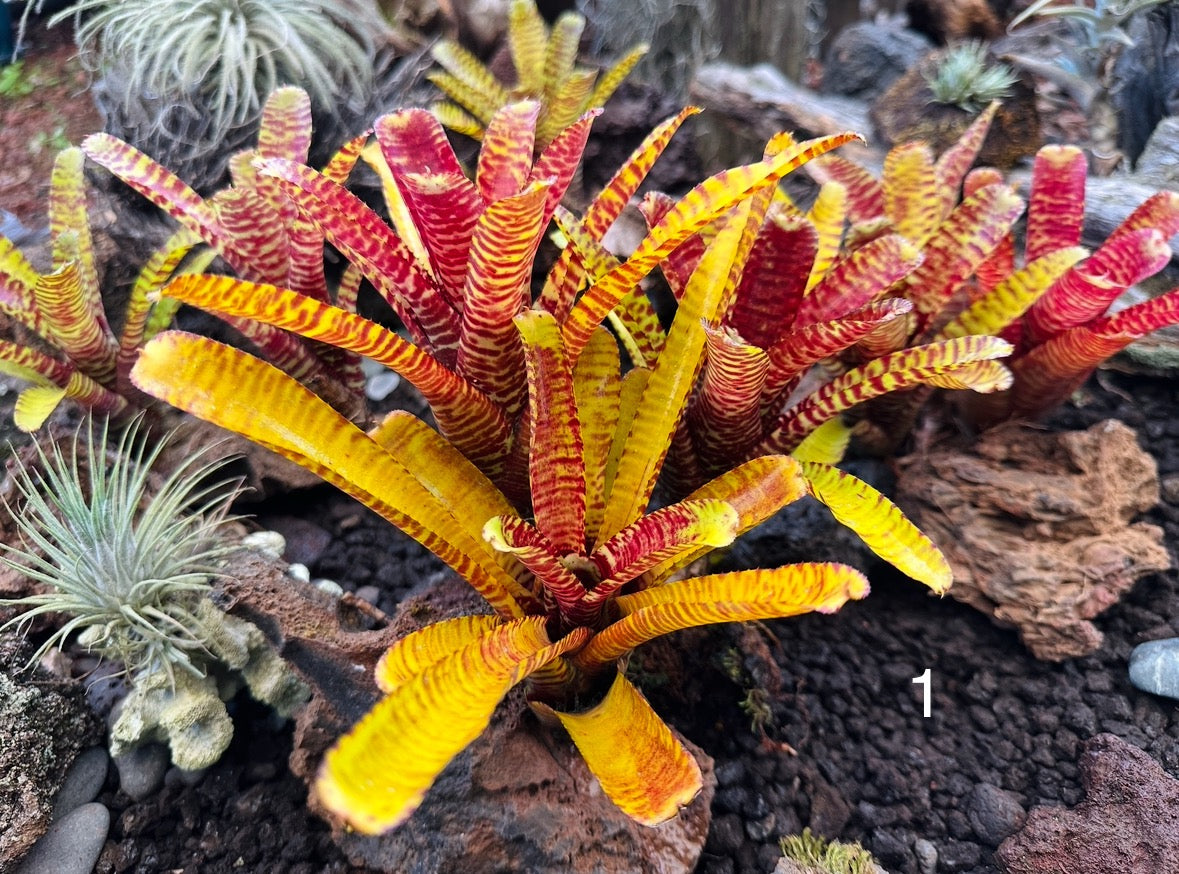 Assorted Neoregelia Minis