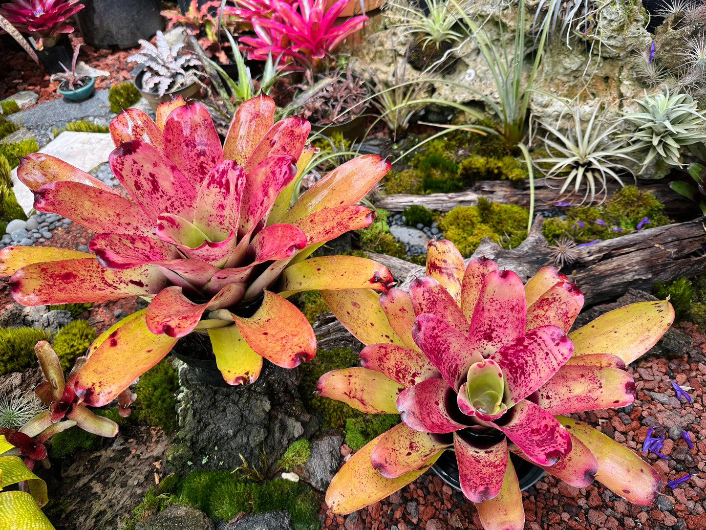 Neoregelia ‘Sao Paulo’ x ‘Arla Rutledge’