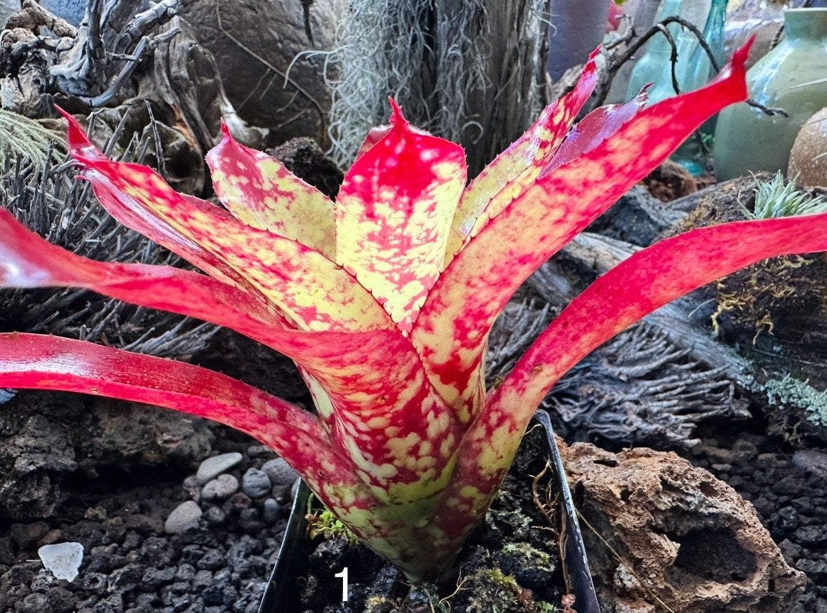 Assorted Neoregelia Minis