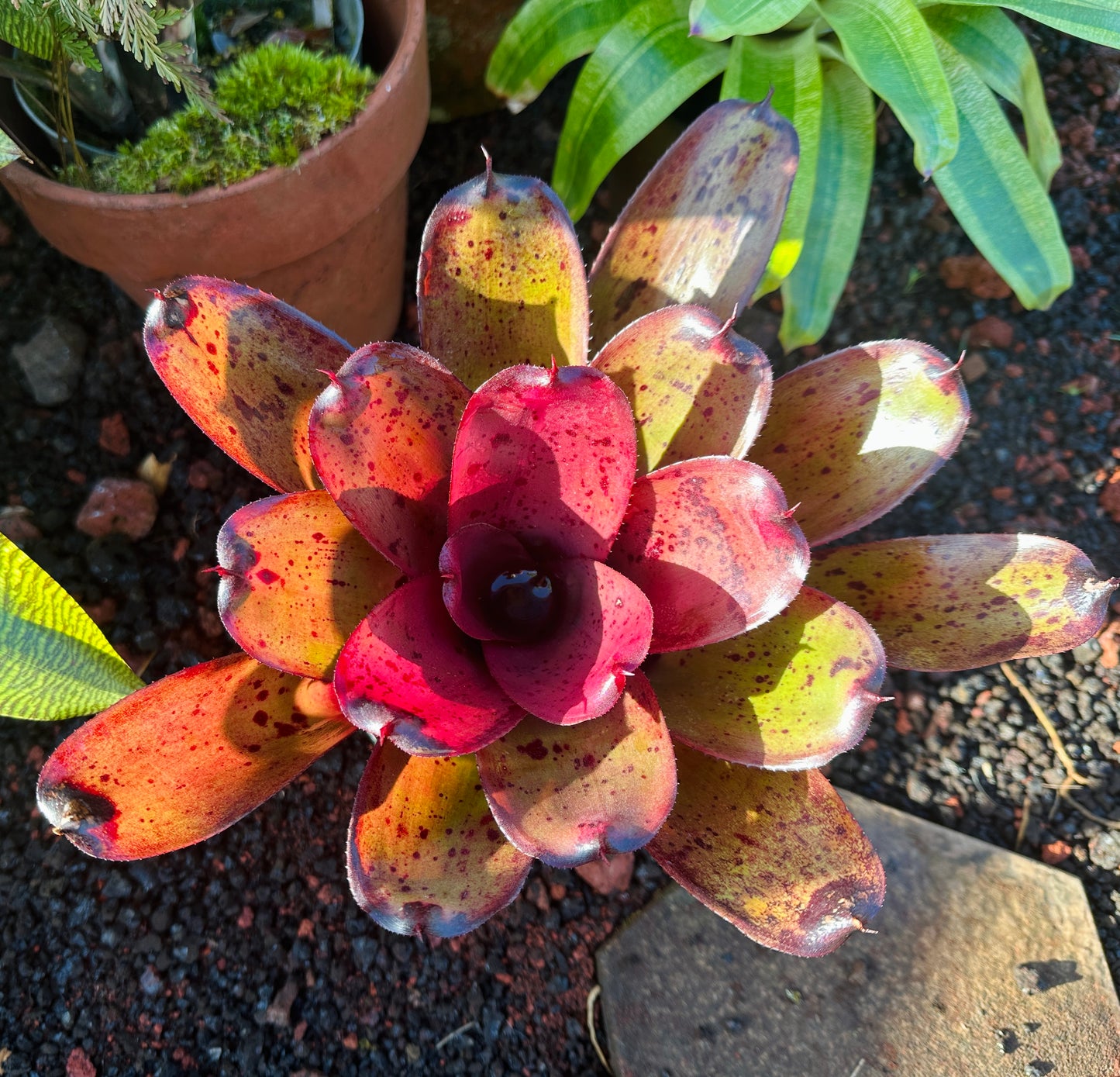 Neoregelia ‘Kawika’ x ‘Hawaiian Rainforest’