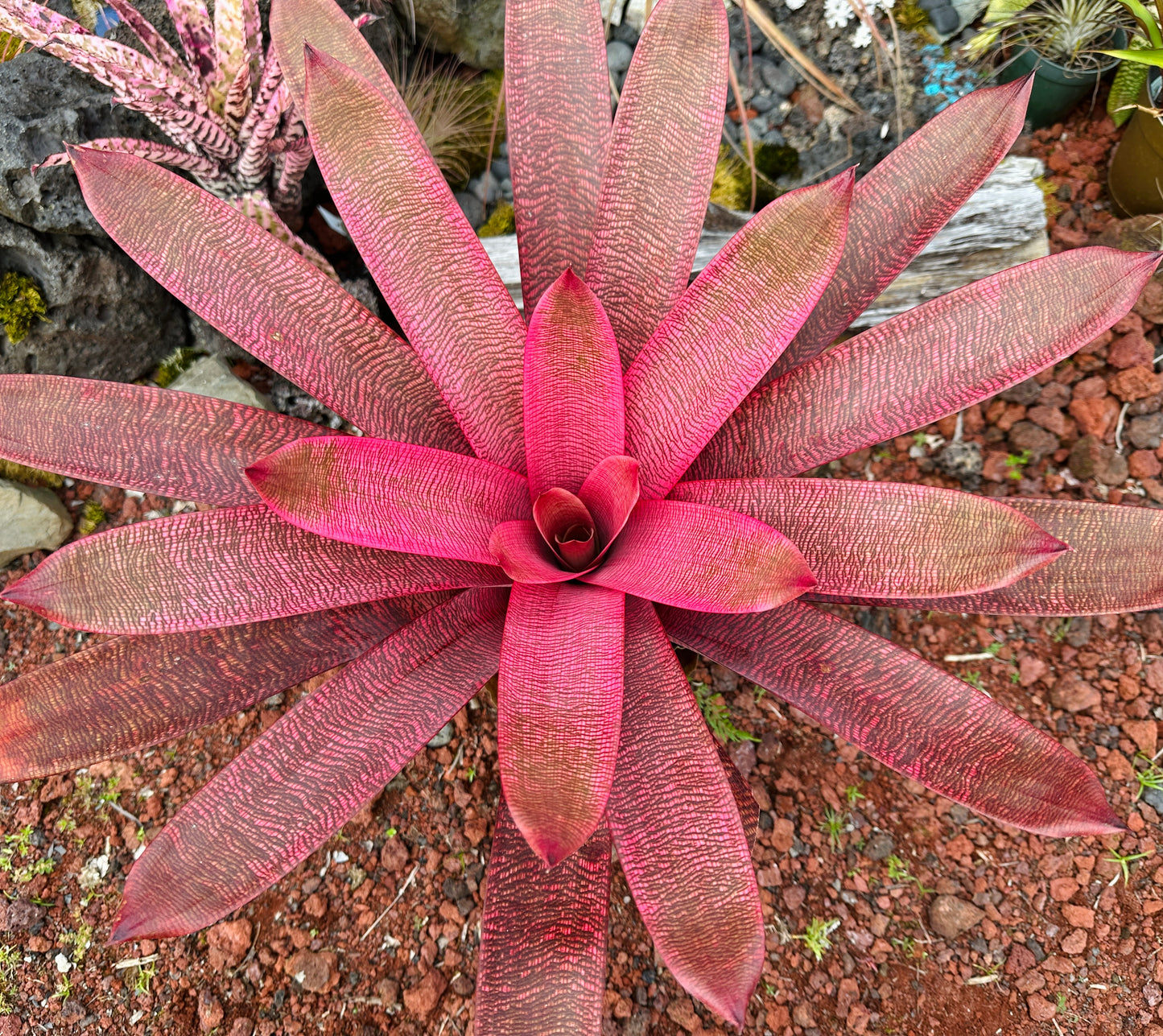 Vriesea ‘Panaewa Beauty’