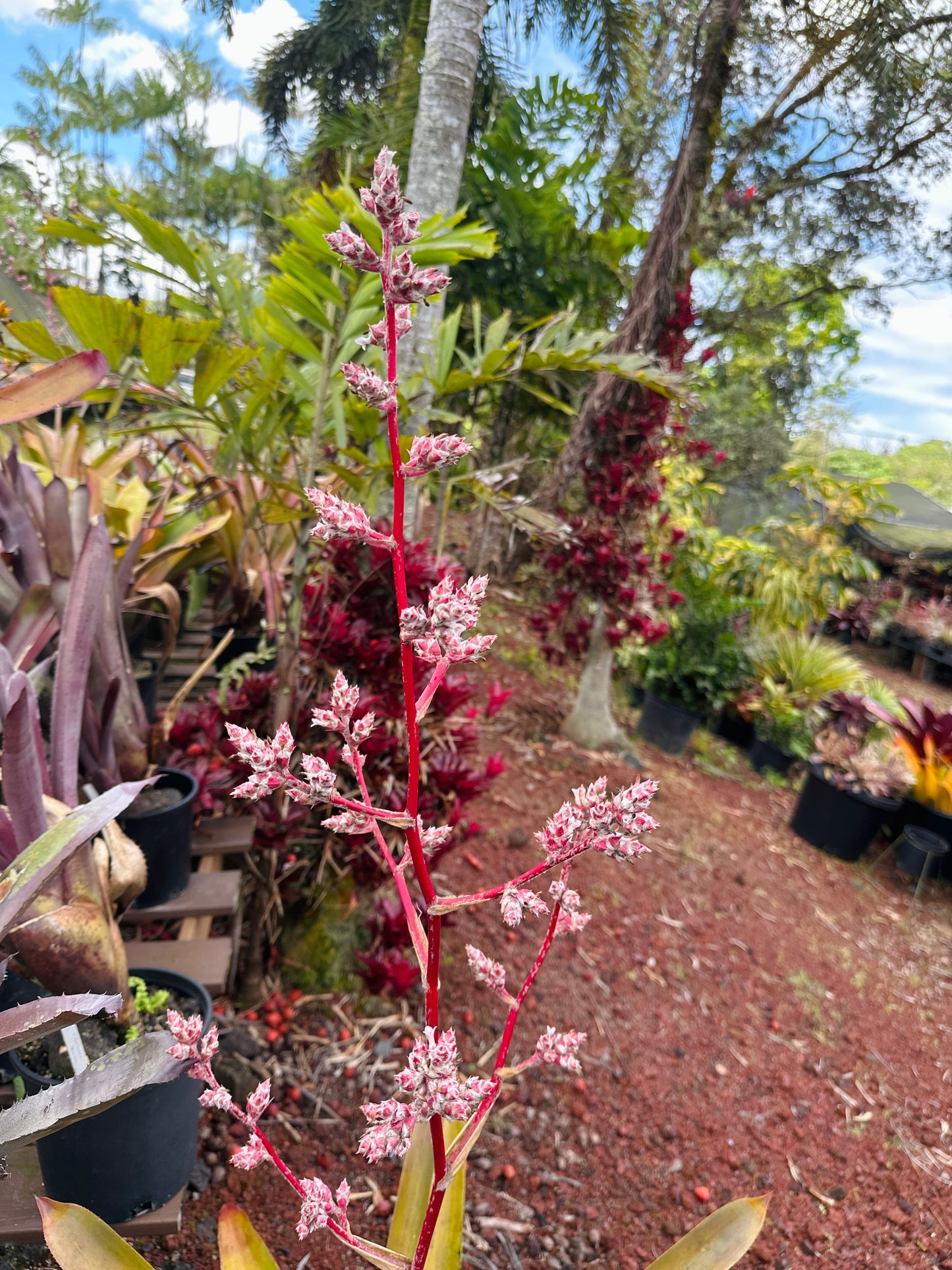 Hohenbergia ‘Razor Blade’