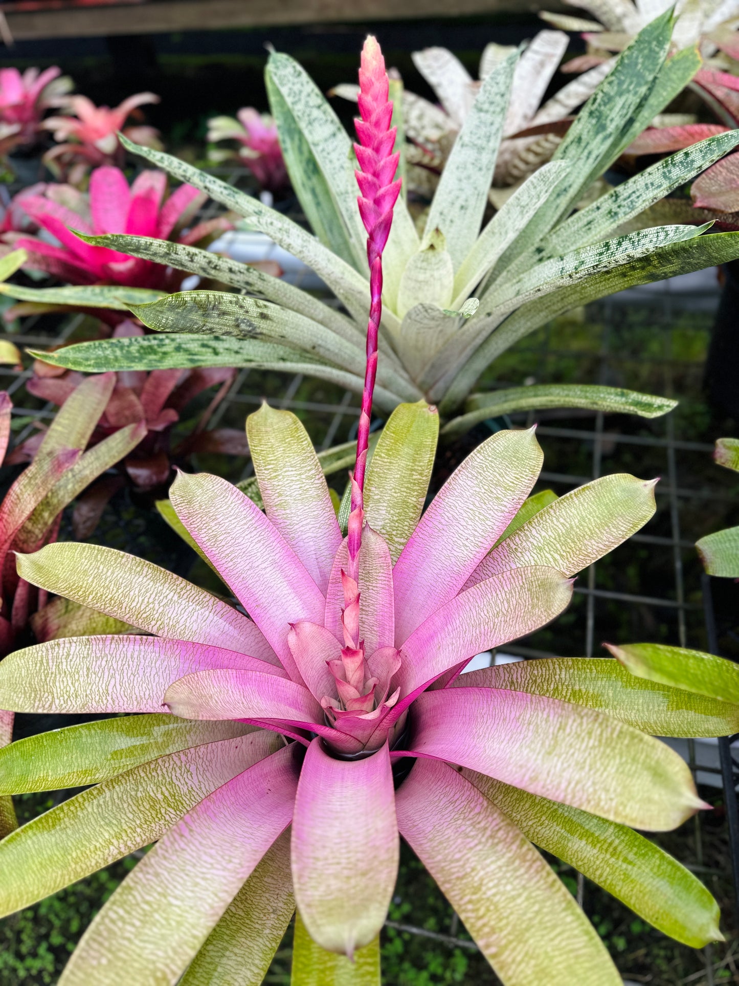 Vriesea ‘Annique’