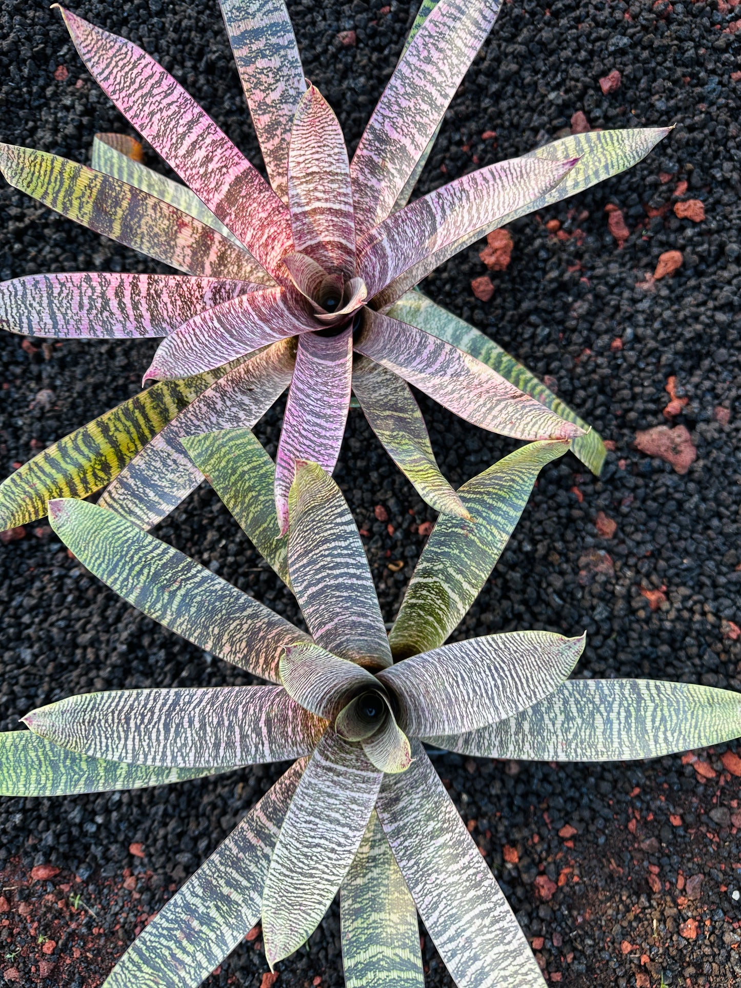 Vriesea ‘Ellen Yoshimura Harrell’