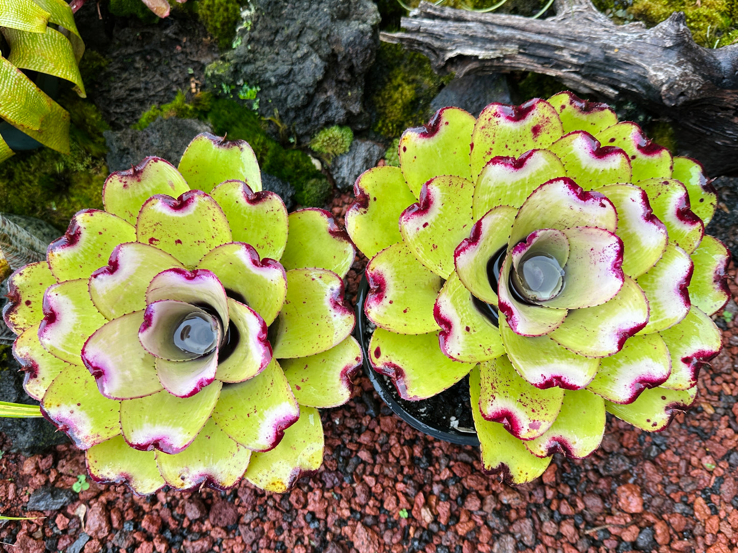 Neoregelia ‘Lilikoi’