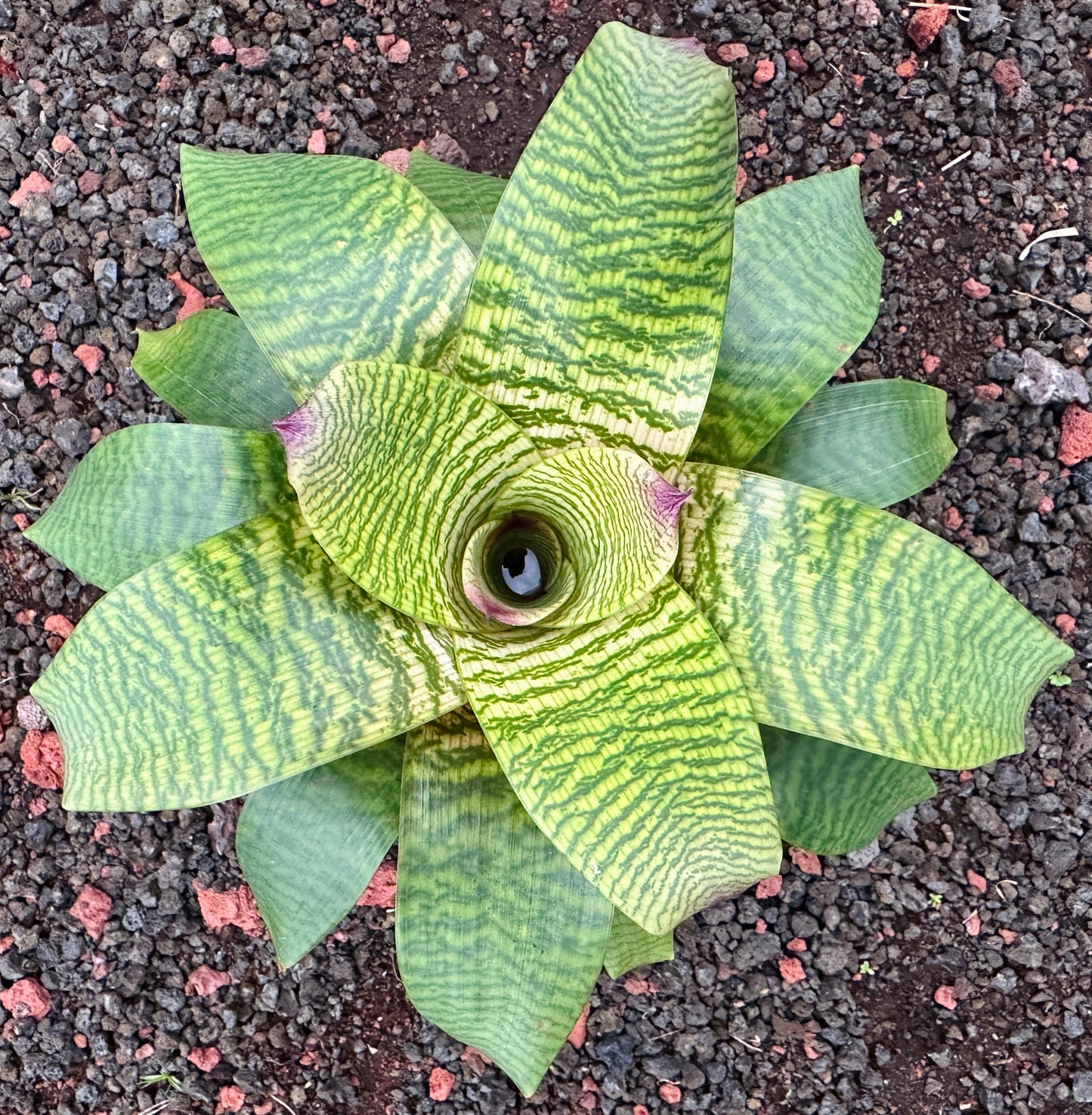 Vriesea ‘Leina’ala’ F2