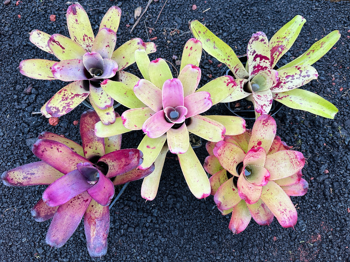 Assorted Neoregelia