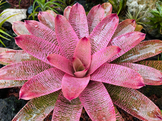 Vriesea ‘Leina’ala’ x ‘Hilo Rainbow’