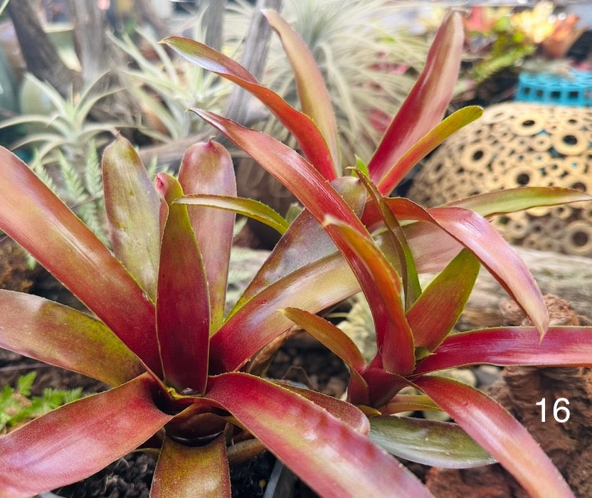 Assorted Neoregelia Minis