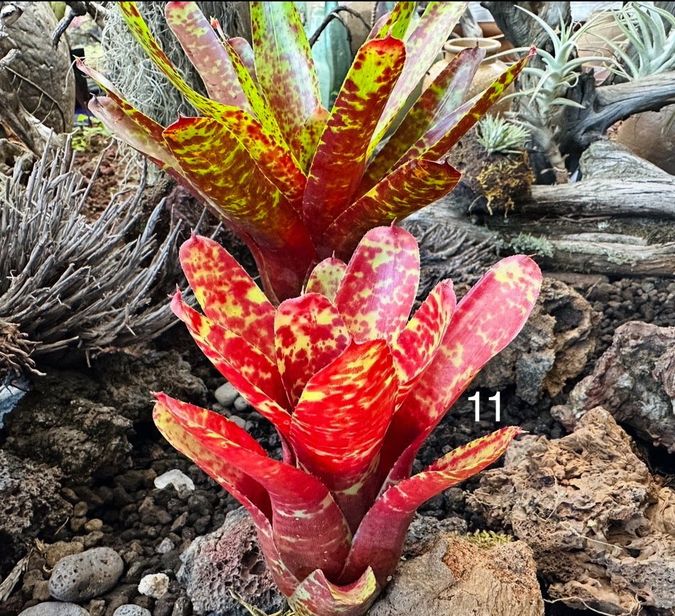 Assorted Neoregelia Minis