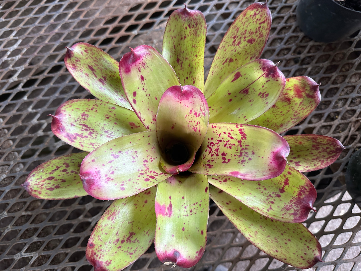 Neoregelia ‘Princess Annique’