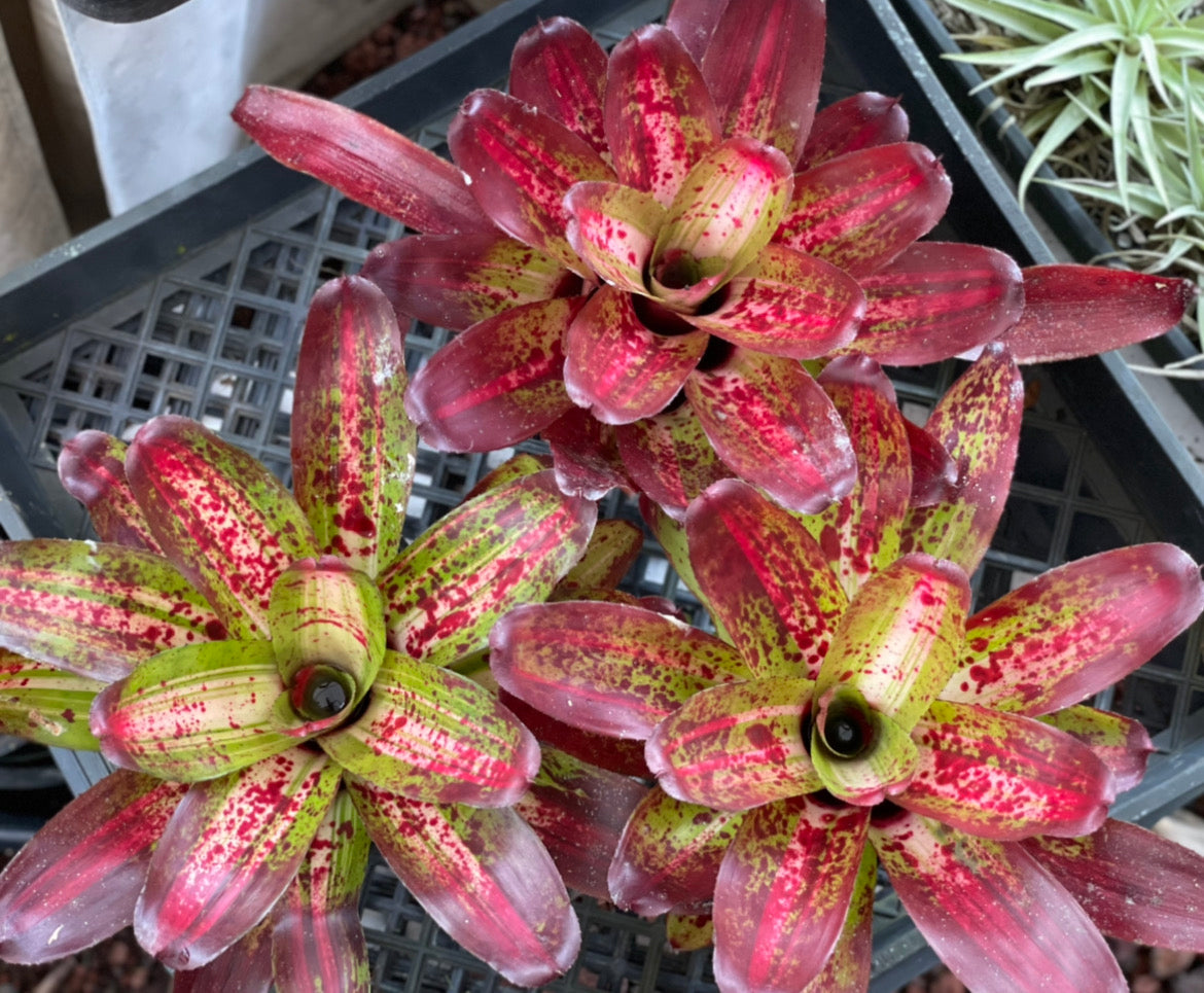 Neoregelia ‘Casoba’