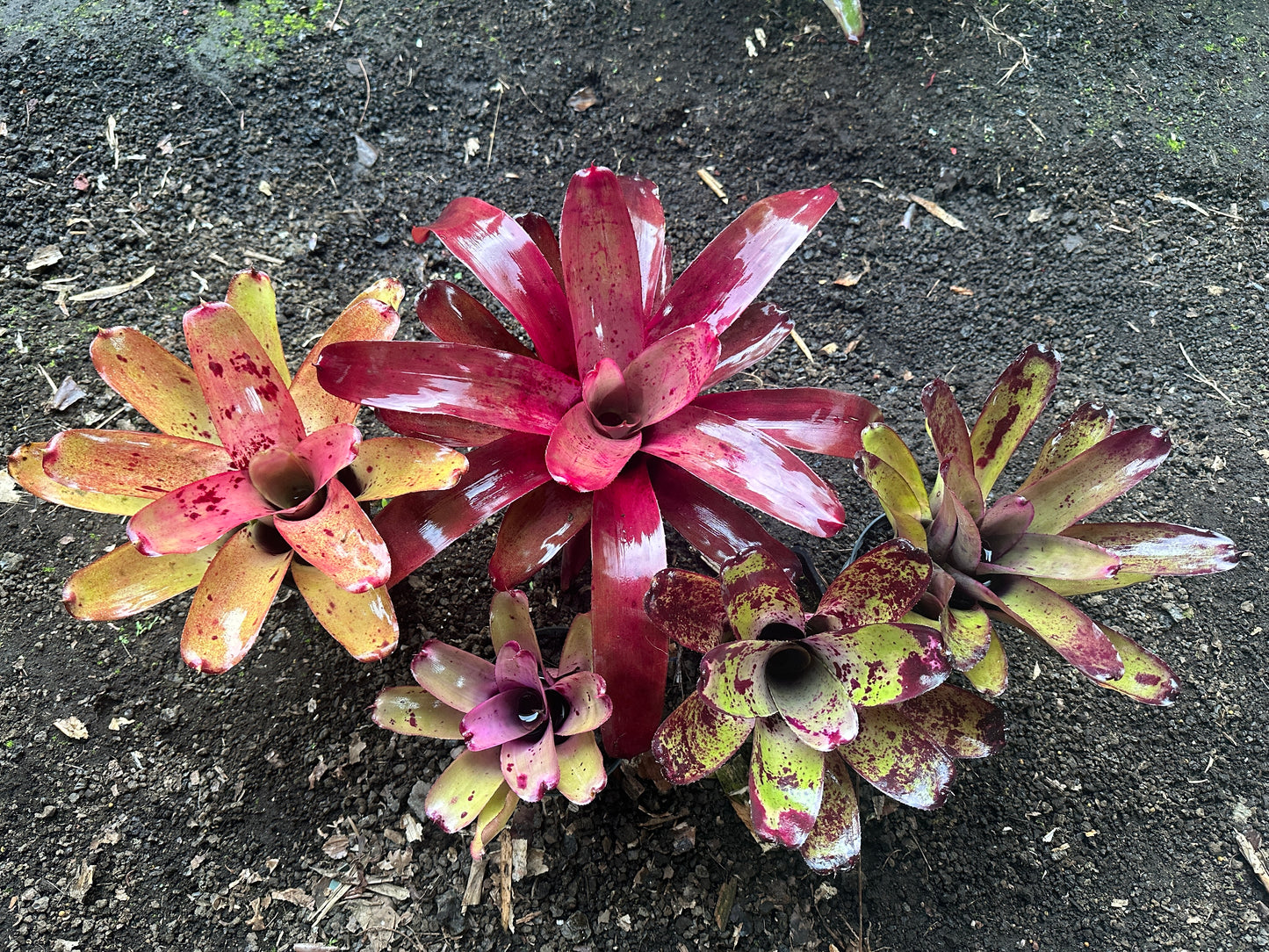 Assorted Neoregelia