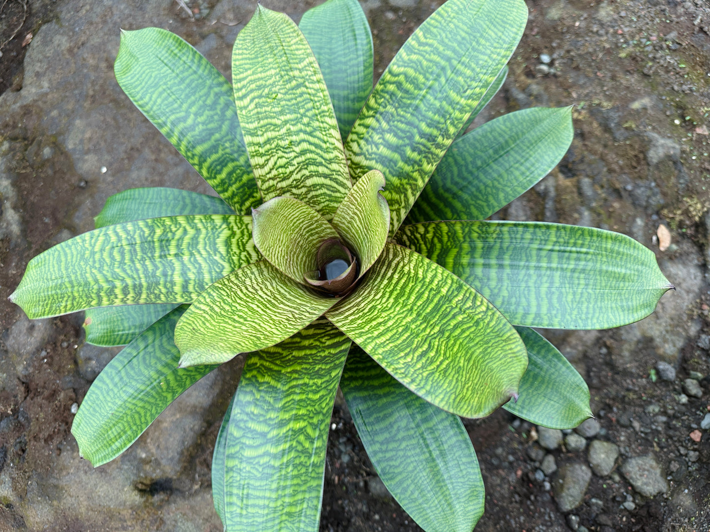 Vriesea hieroglyphica x ‘Red Dragon’