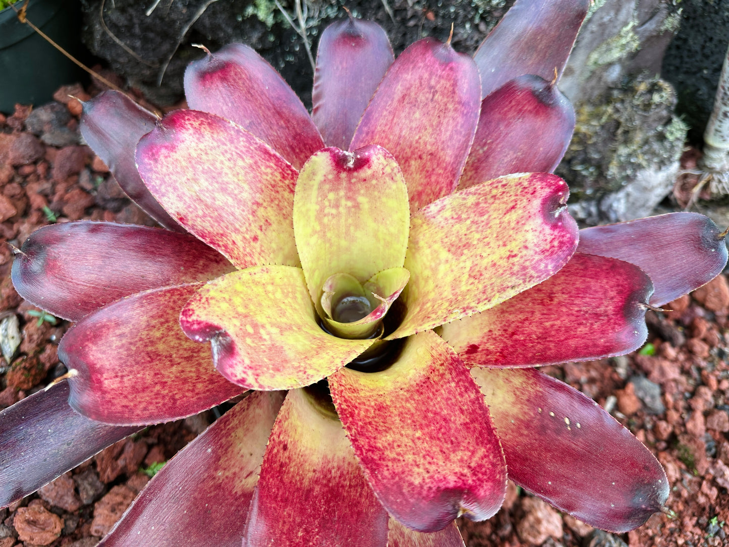 Neoregelia Gold Fever x (Carcharodon Tiger x Ornato)