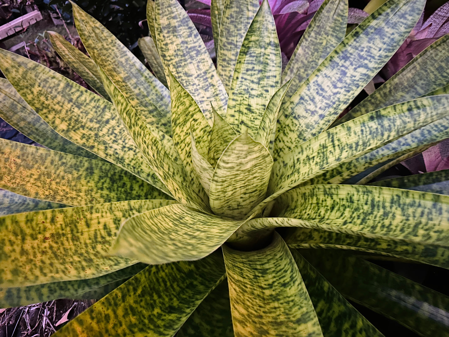 Werauhia kupperiana