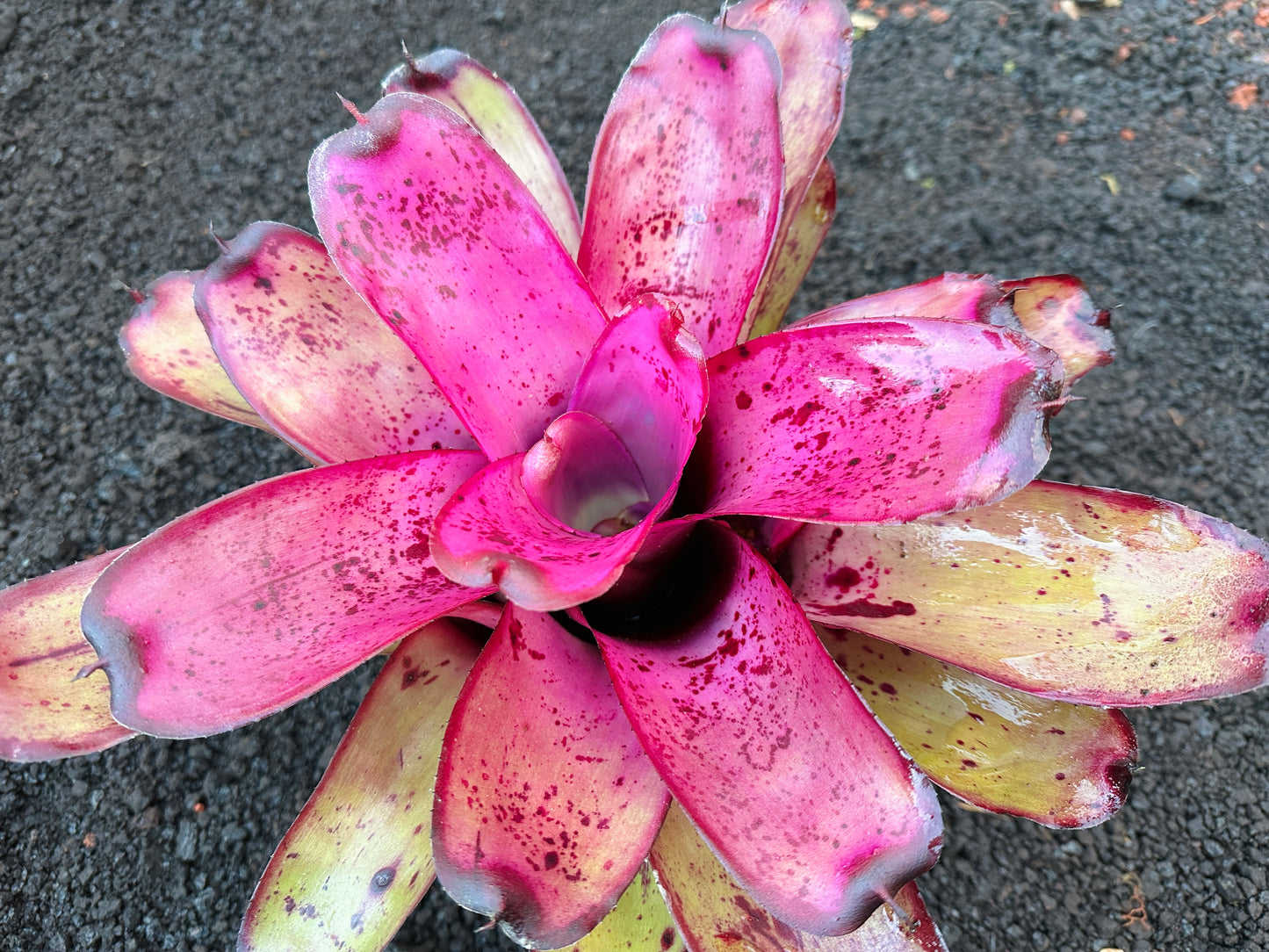 Neoregelia ‘Hilo Rainforest’