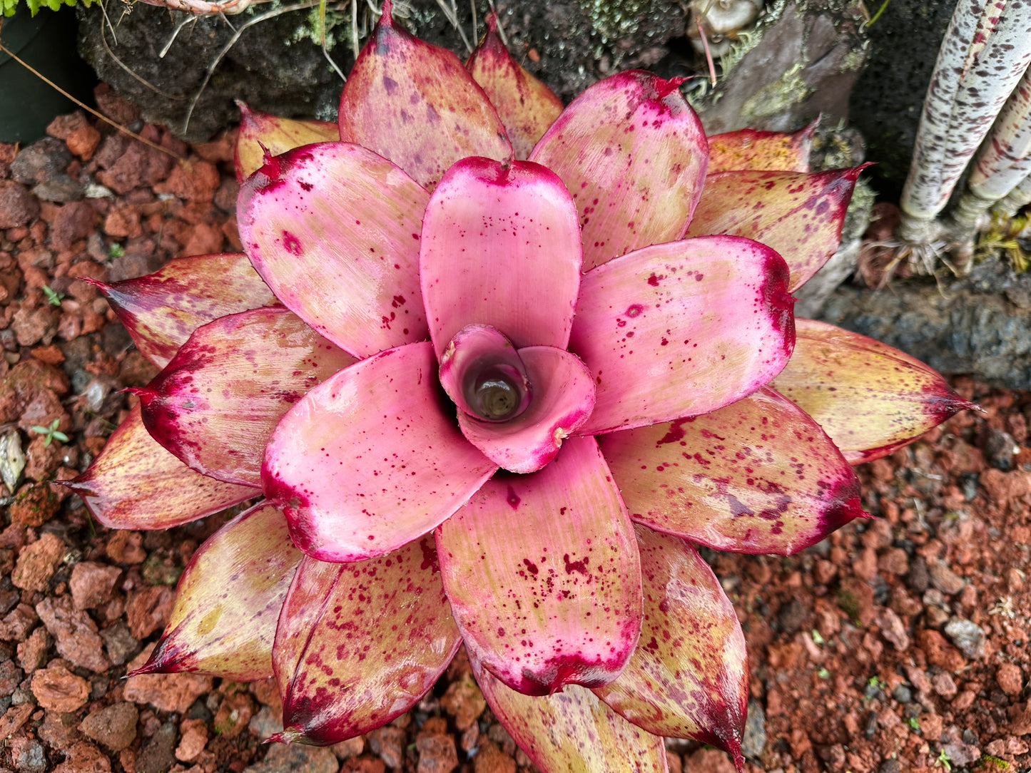 Neoregelia ‘Michi’ x ‘Lilikoi’