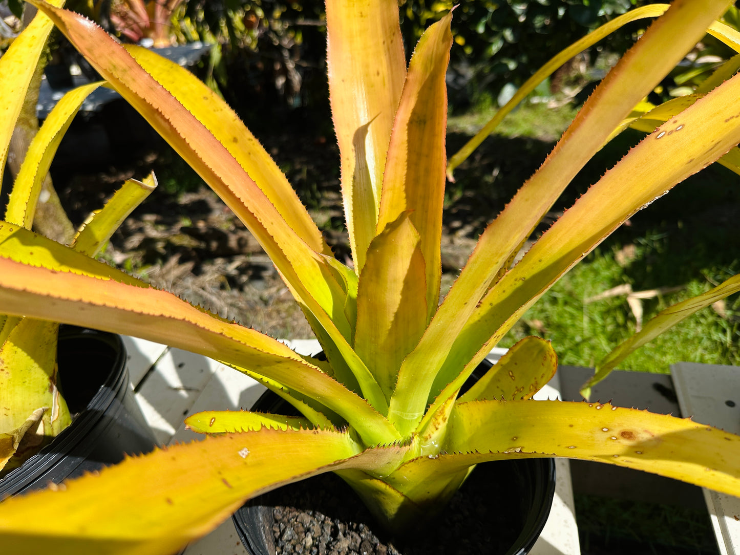 Canistrum aurantiacum