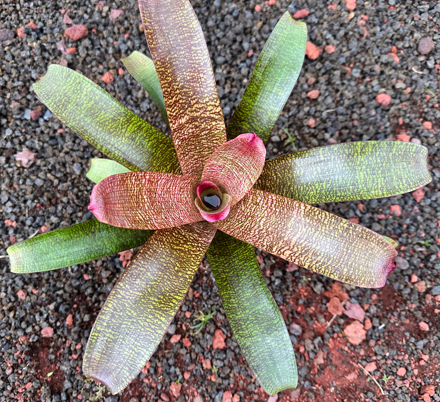 Vriesea ‘White Lighting’ x ‘Brian Suzuki’