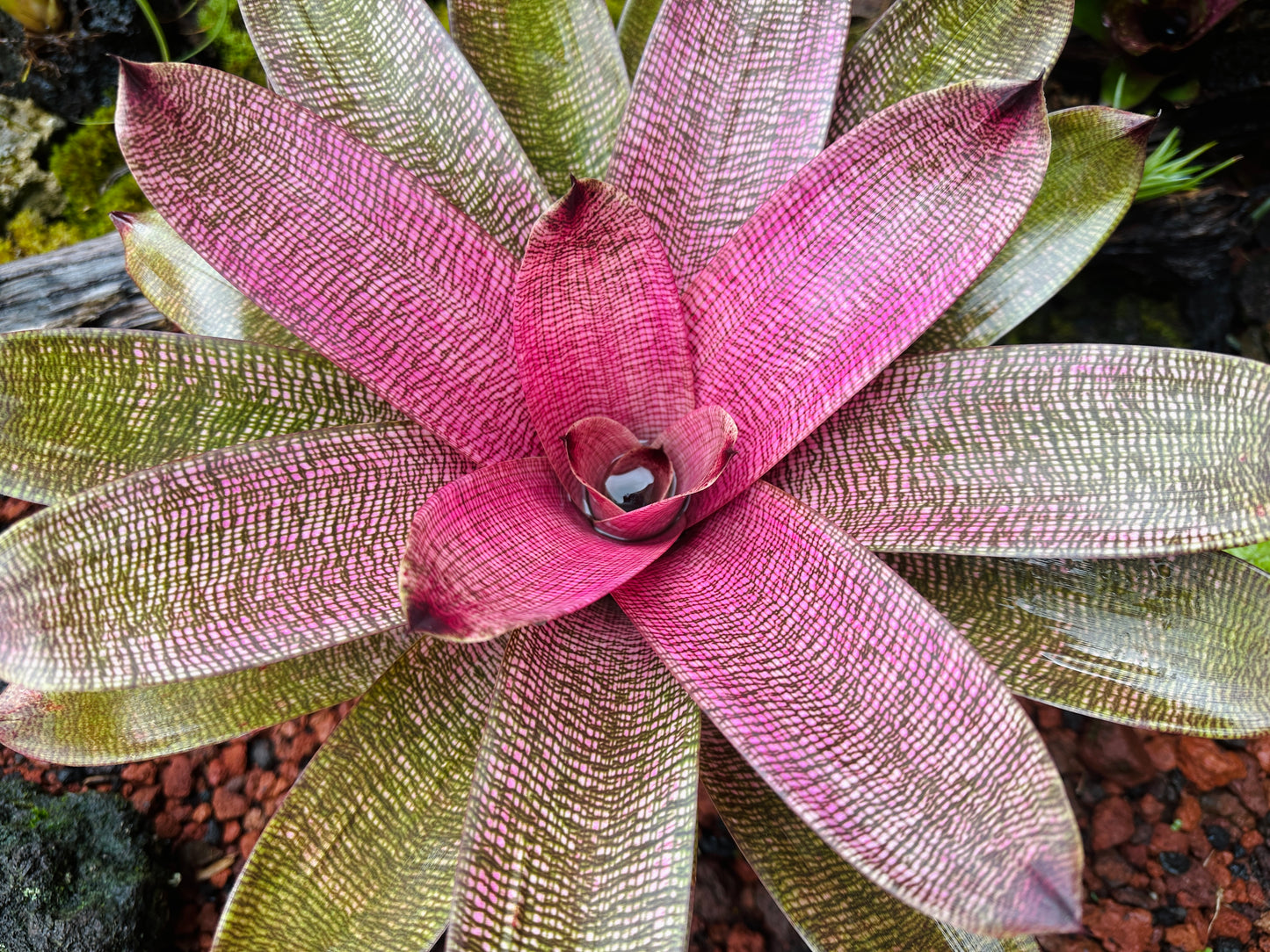 Vriesea hieroglyphica x ‘Pahoa Beauty’