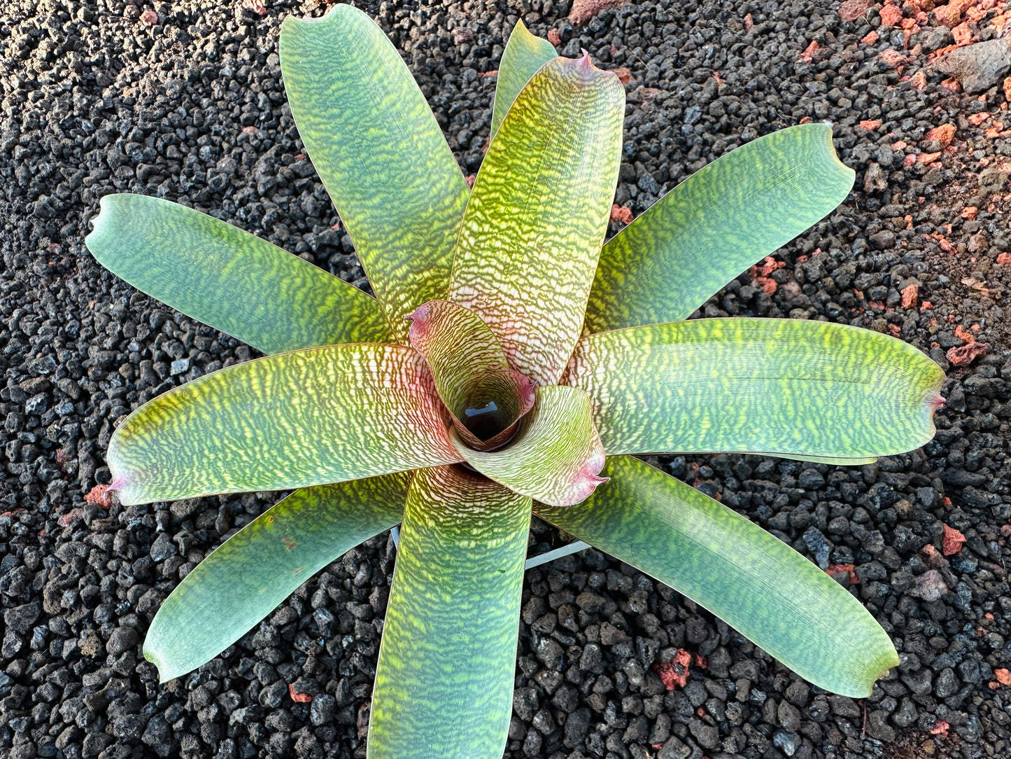 Vriesea ‘Patrice’ x ‘Tokyo Dawn’