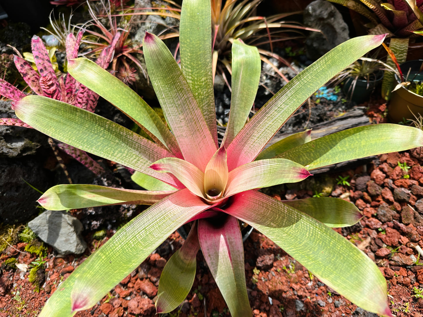 Vriesea ‘Hilo Rainbow’