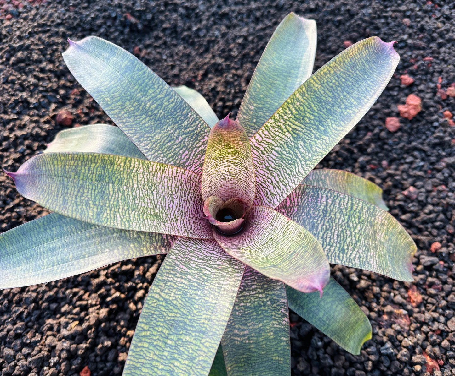 Vriesea ‘Pretty in Pink’ Hybrid