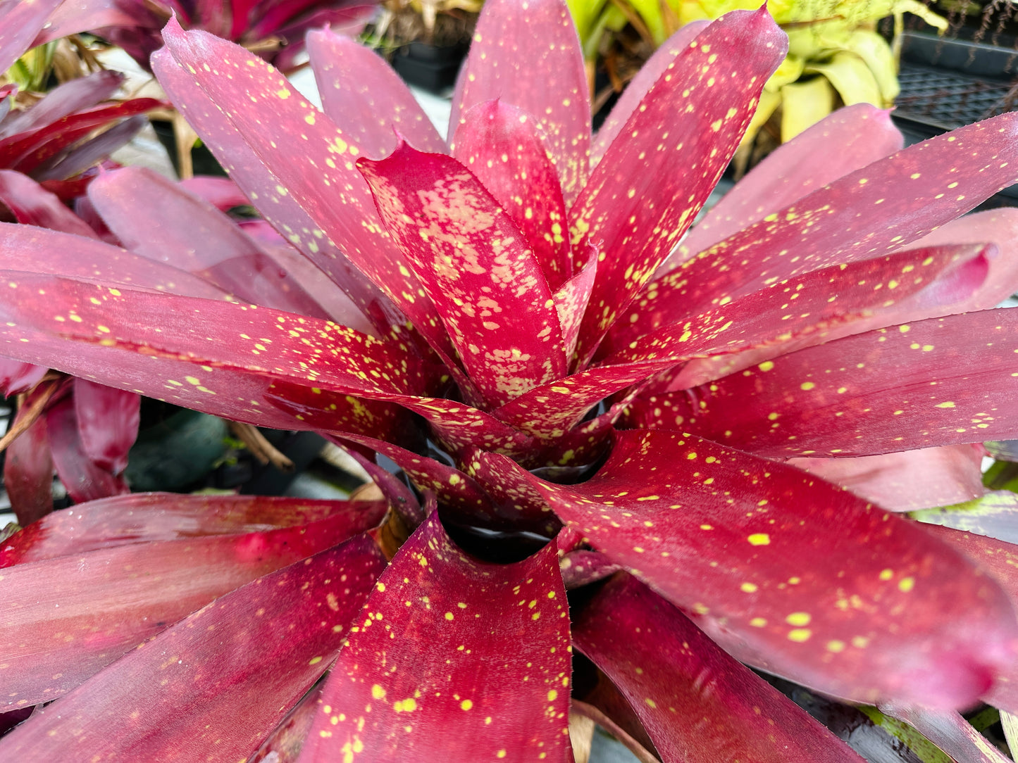 Neoregelia ‘Pele’s Flame’