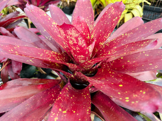 Neoregelia ‘Pele’s Flame’