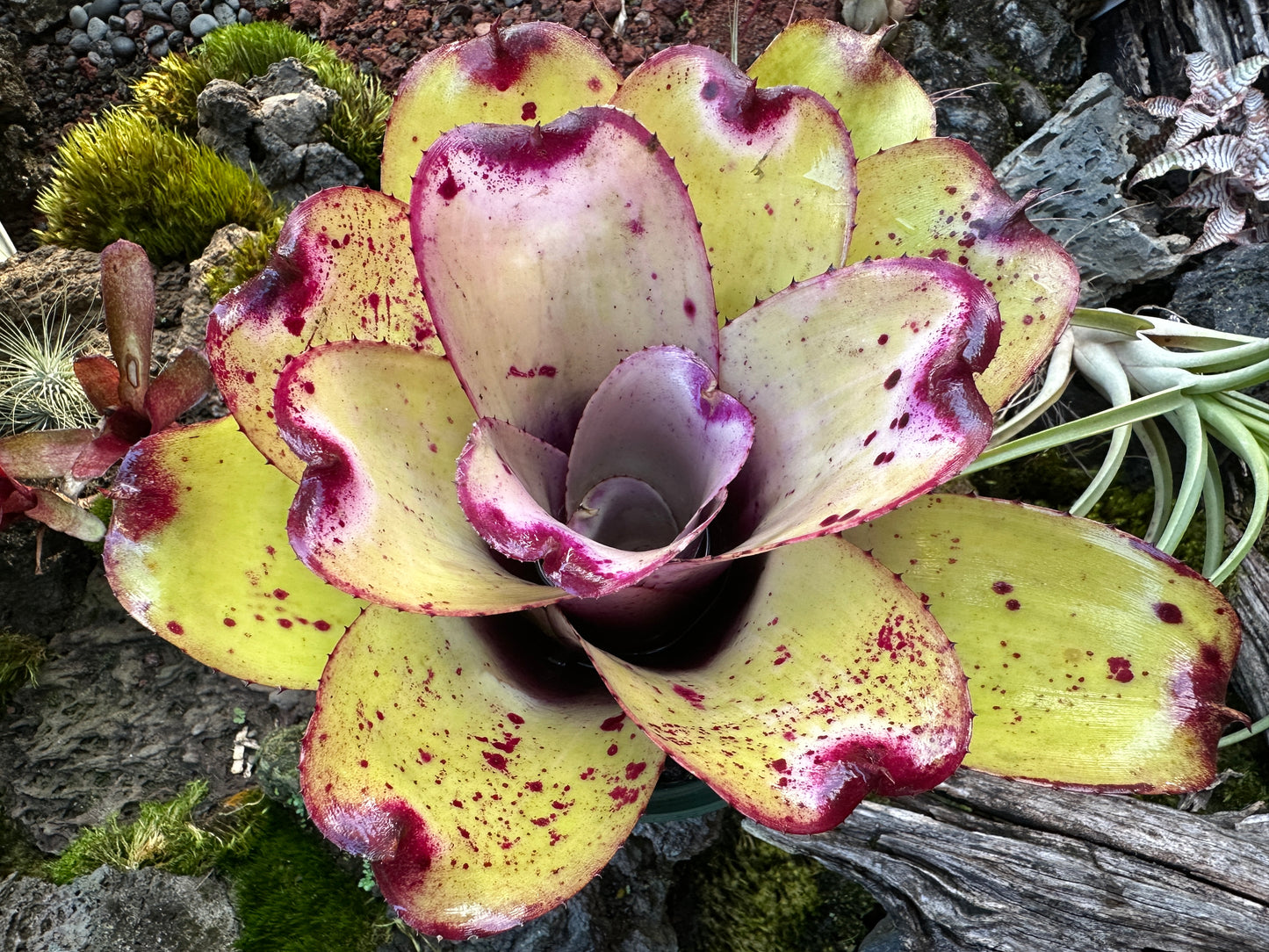Neoregelia ‘Lilikoi’
