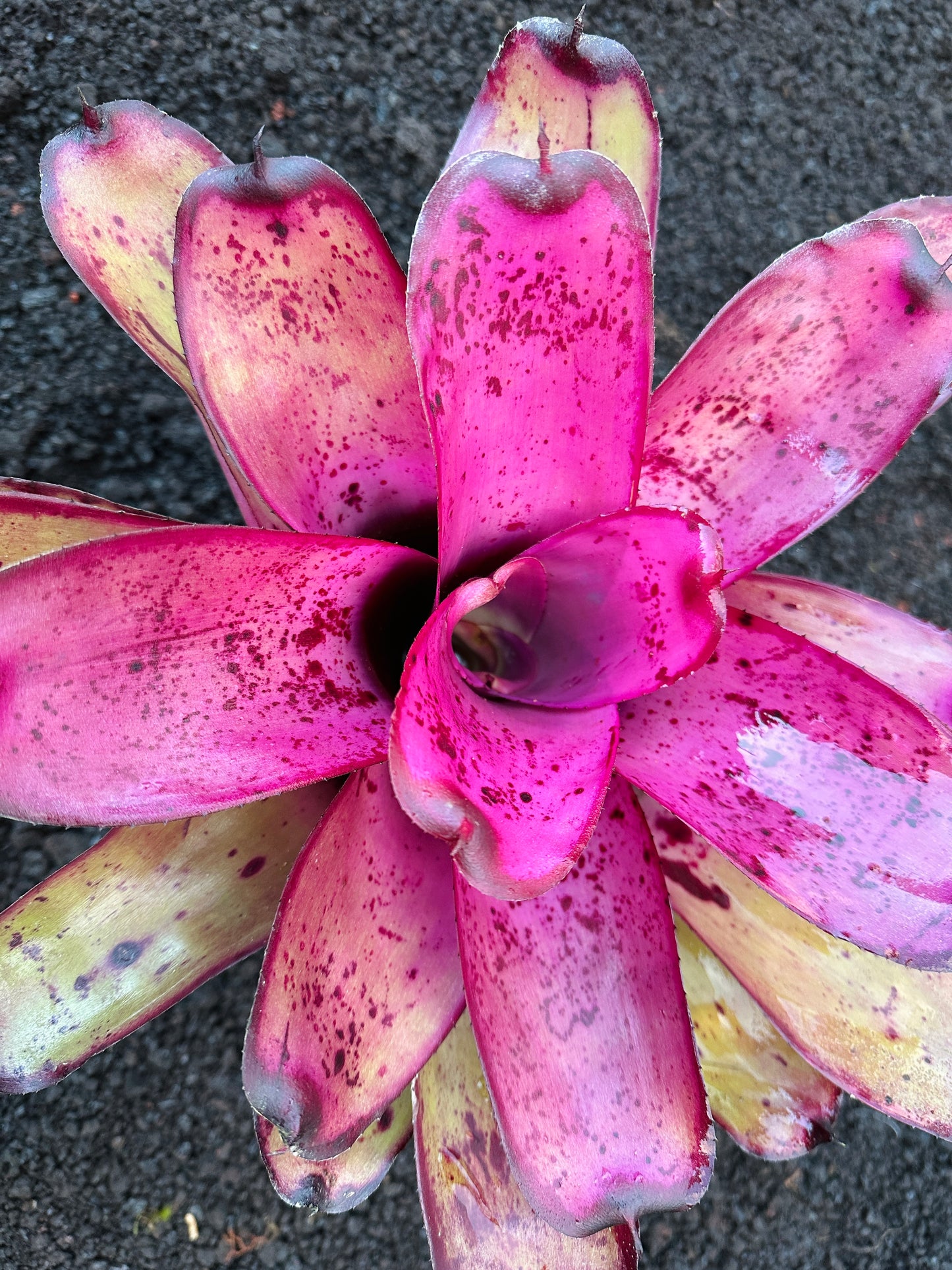 Neoregelia ‘Hilo Rainforest’